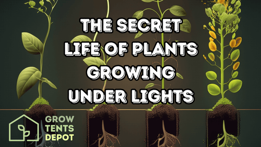 Plants growing under lights with roots exposed, illustrating growth stages for "The Secret Life of Plants" article.