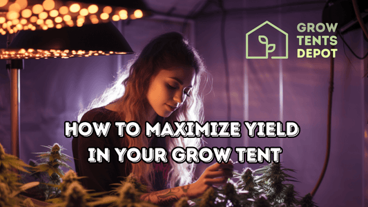 Indoor gardener tending plants under optimal lighting to maximize yield in grow tent.