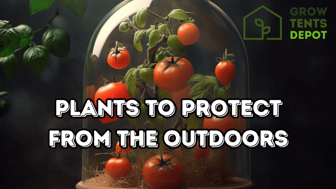 Indoor tomato plant protected under glass dome with text "Plants to Protect From the Outdoors" and Grow Tents Depot logo.