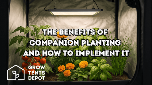 The Benefits of Companion Planting and How to Implement It