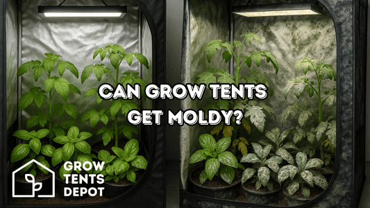 Indoor grow tent comparison showing healthy plants; text asks if grow tents can get moldy.