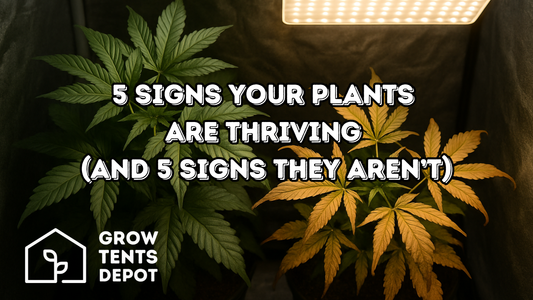 5 Signs Your Plants Are Thriving (And 5 Signs They Aren’t)