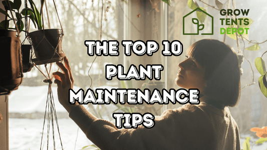 Woman tending plants near a window, highlighting plant maintenance tips by Grow Tents Depot.