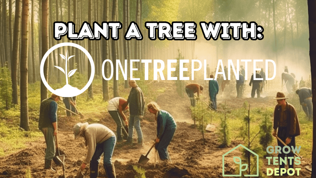 Volunteers planting trees in a forest representing the Grow Tents Depot and One Tree Planted partnership for reforestation.