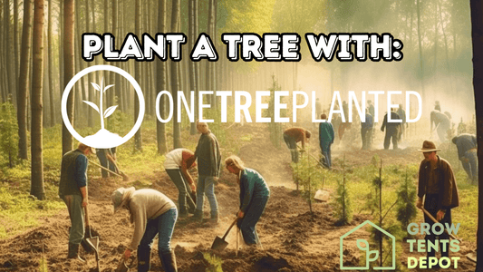 Volunteers planting trees in a forest representing the Grow Tents Depot and One Tree Planted partnership for reforestation.