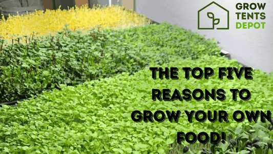 Lush green garden with text "The Top Five Reasons to Grow Your Own Food" and Grow Tents Depot logo.