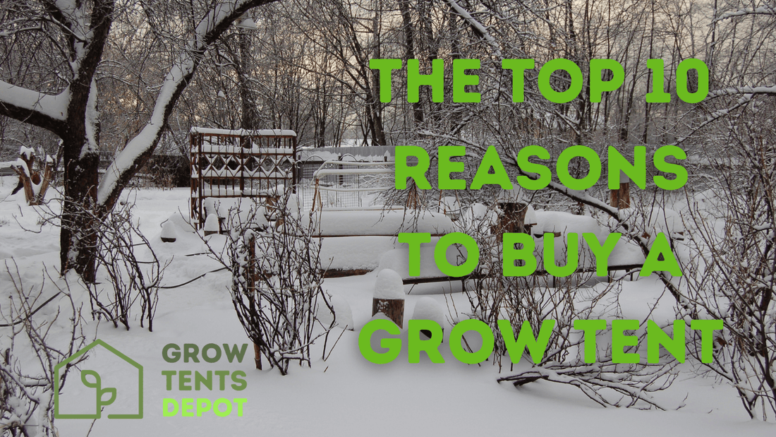 Snowy garden scene with text overlay "The Top 10 Reasons to Buy a Grow Tent" and Grow Tents Depot logo.