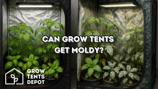Can Grow Tents Get Moldy?