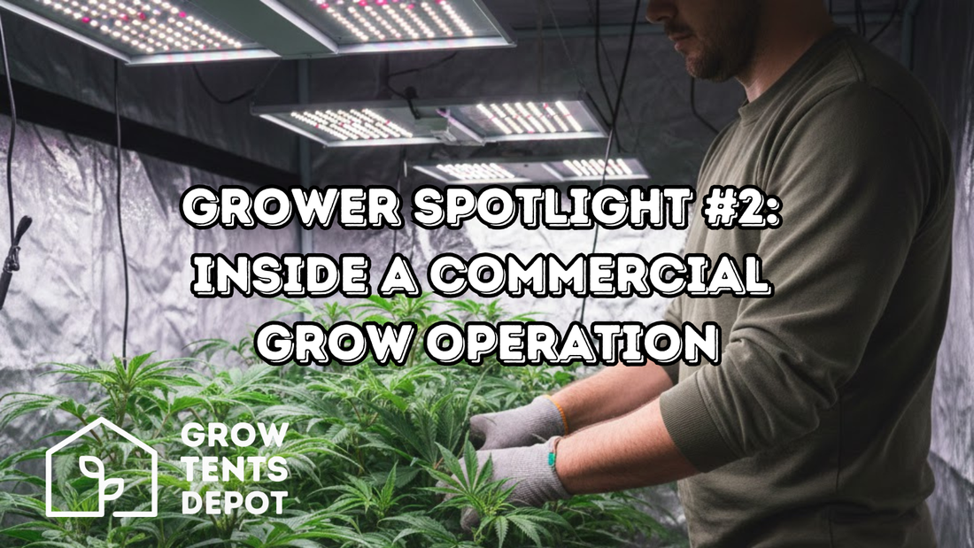 Grower Spotlight #2: Inside a Commercial Grow Operation