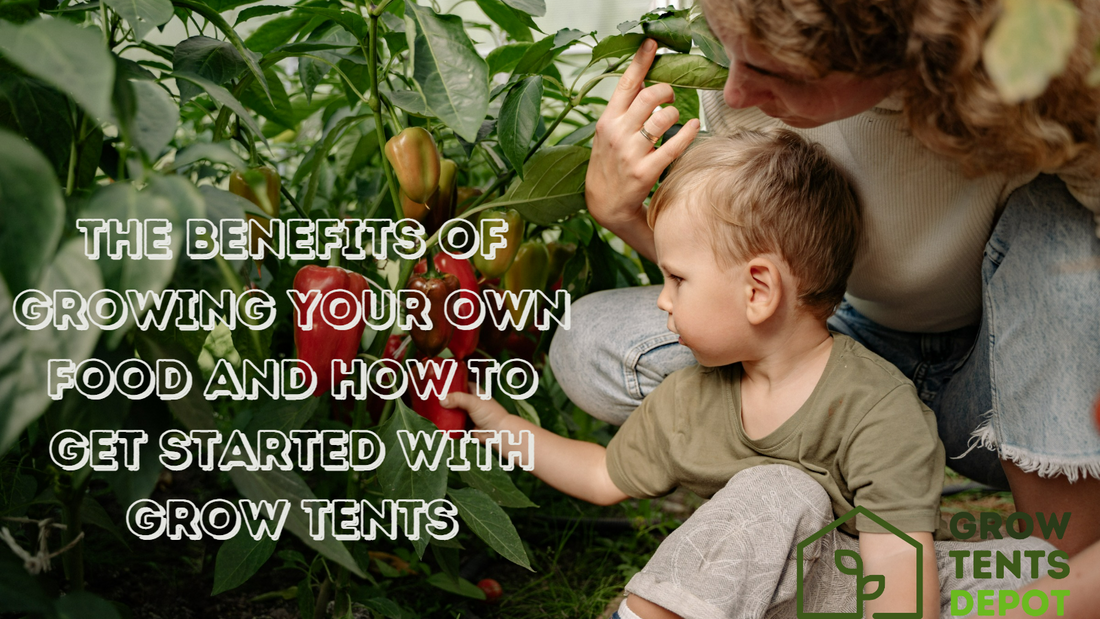The Benefits of Growing Your Own Food and How to Get Started with Grow Tents