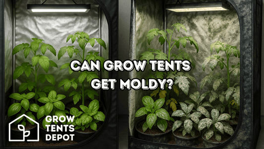Can Grow Tents Get Moldy?