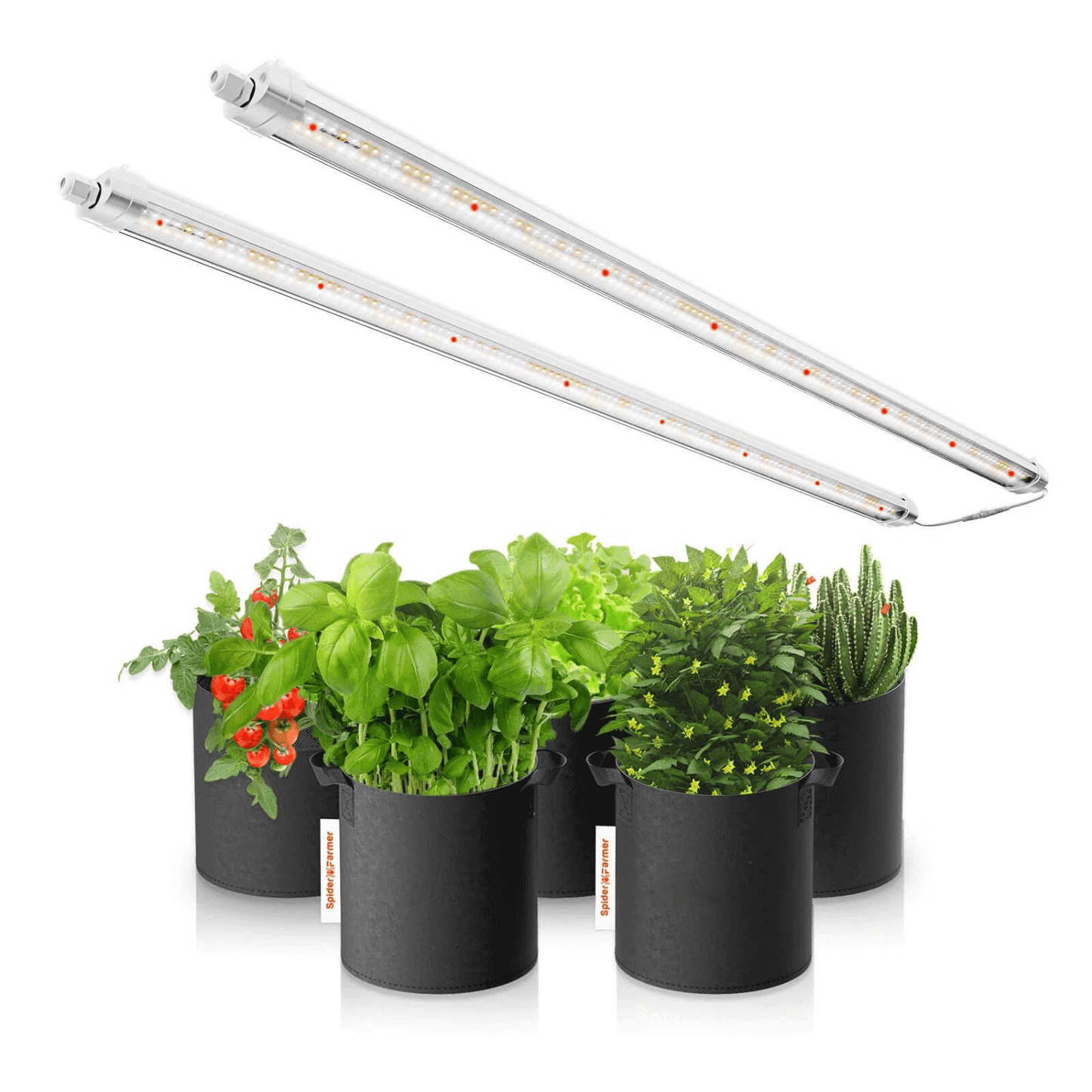 Spider Farmer Glow80 80W LED grow light with plant stand and starter plants for efficient indoor gardening.