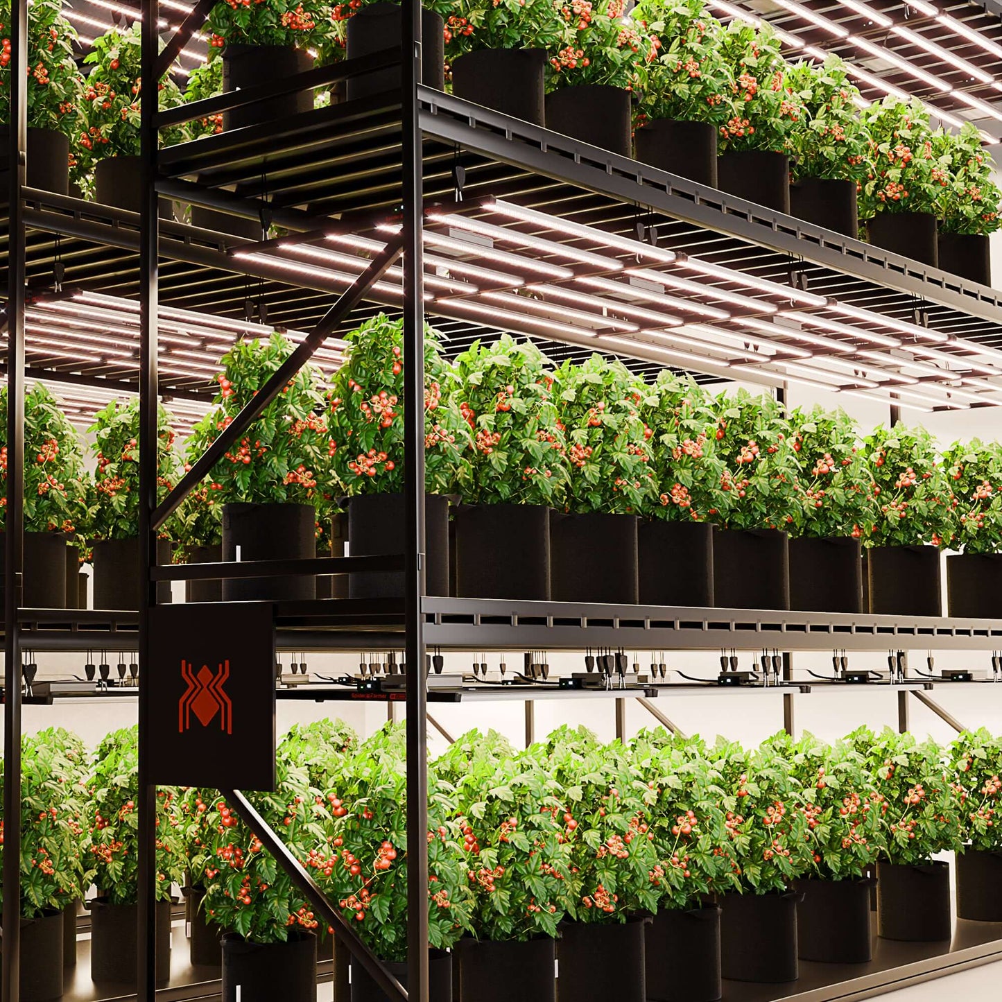 Indoor grow facility with shelves of healthy plants under full spectrum LED grow lights.
