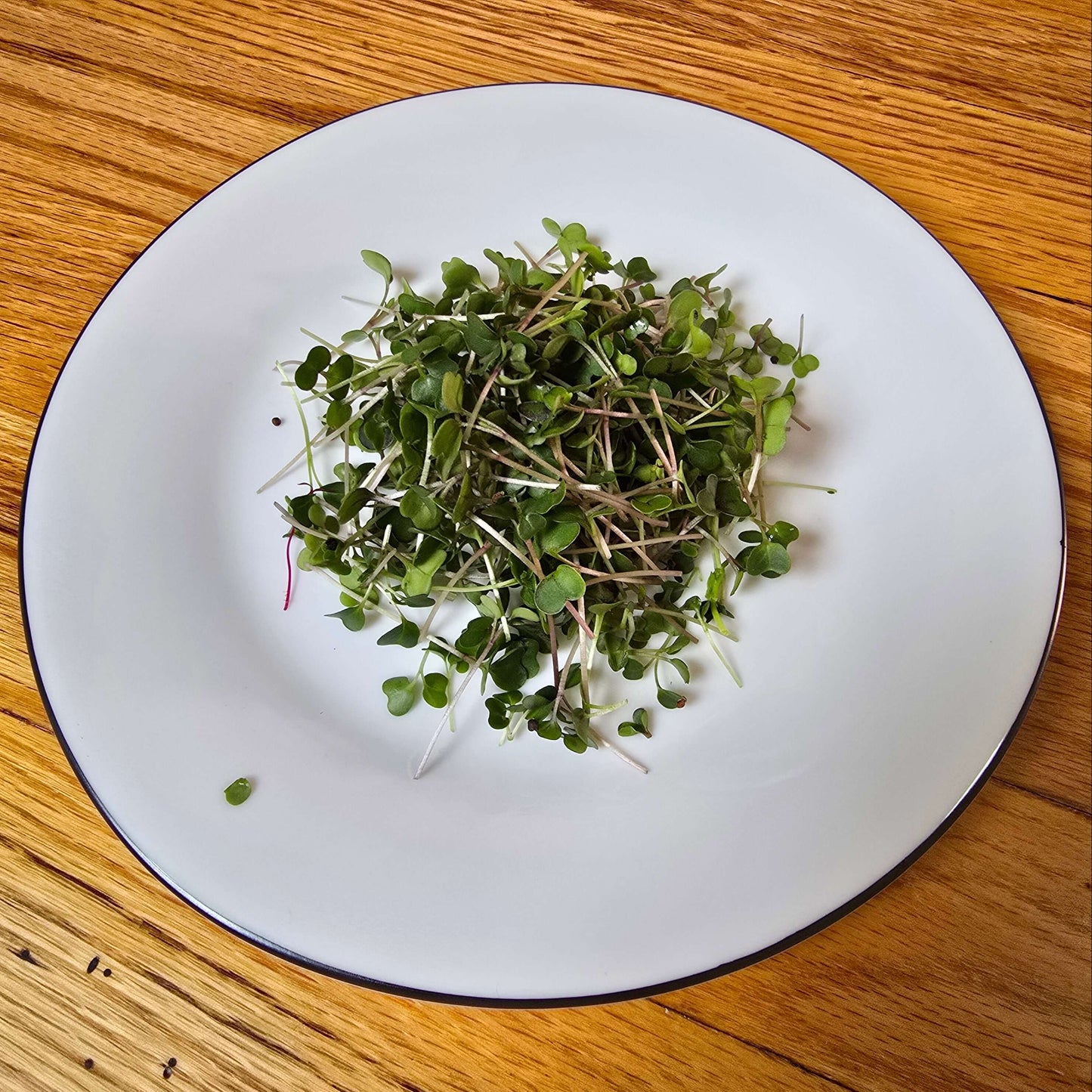 Aquager Technologies Kale (Kalefetti Mix)