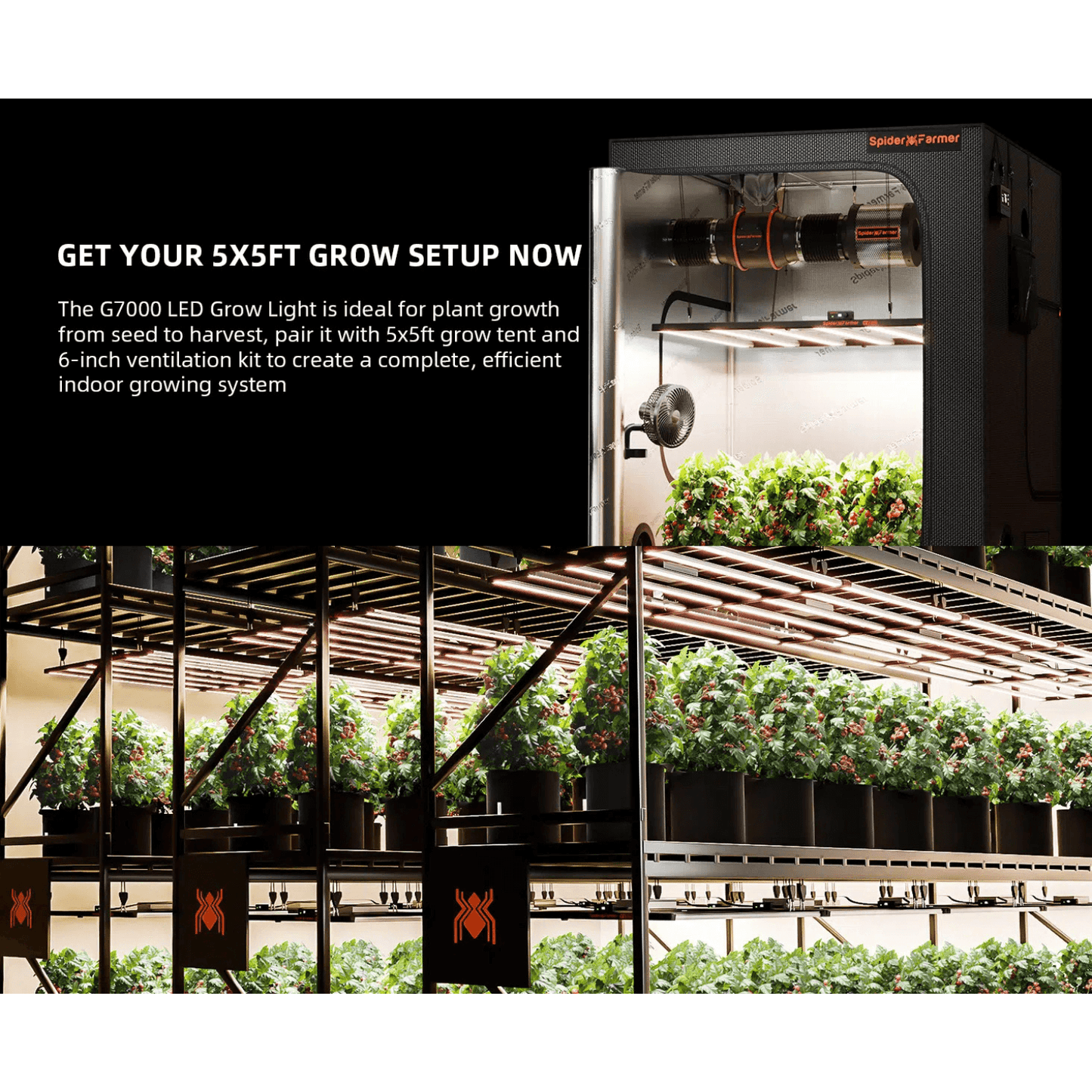 Spider Farmer G7000 LED grow light in a 5x5ft setup for optimal indoor plant growth and efficient ventilation.