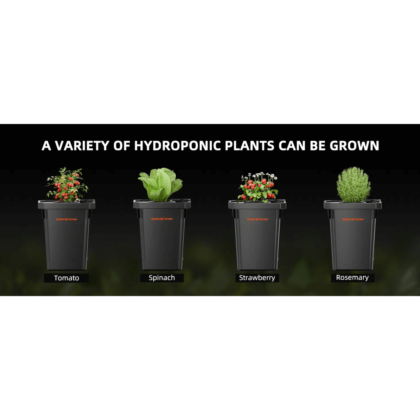 Four hydroponic plants displayed: tomato, spinach, strawberry, and rosemary in black containers.