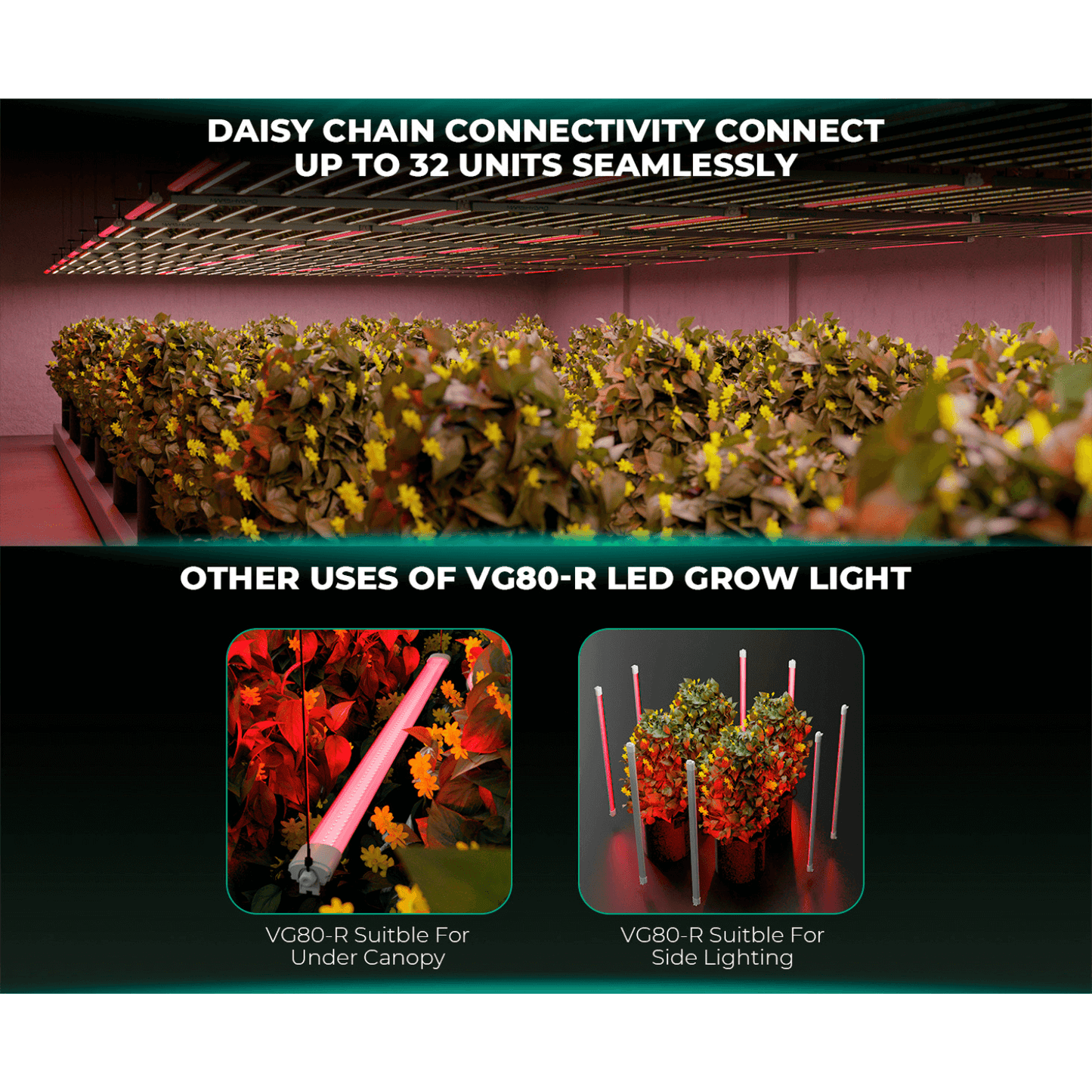 Mars Hydro VG80R LED Grow Light showcasing daisy chain connectivity for up to 32 units and its versatile uses.