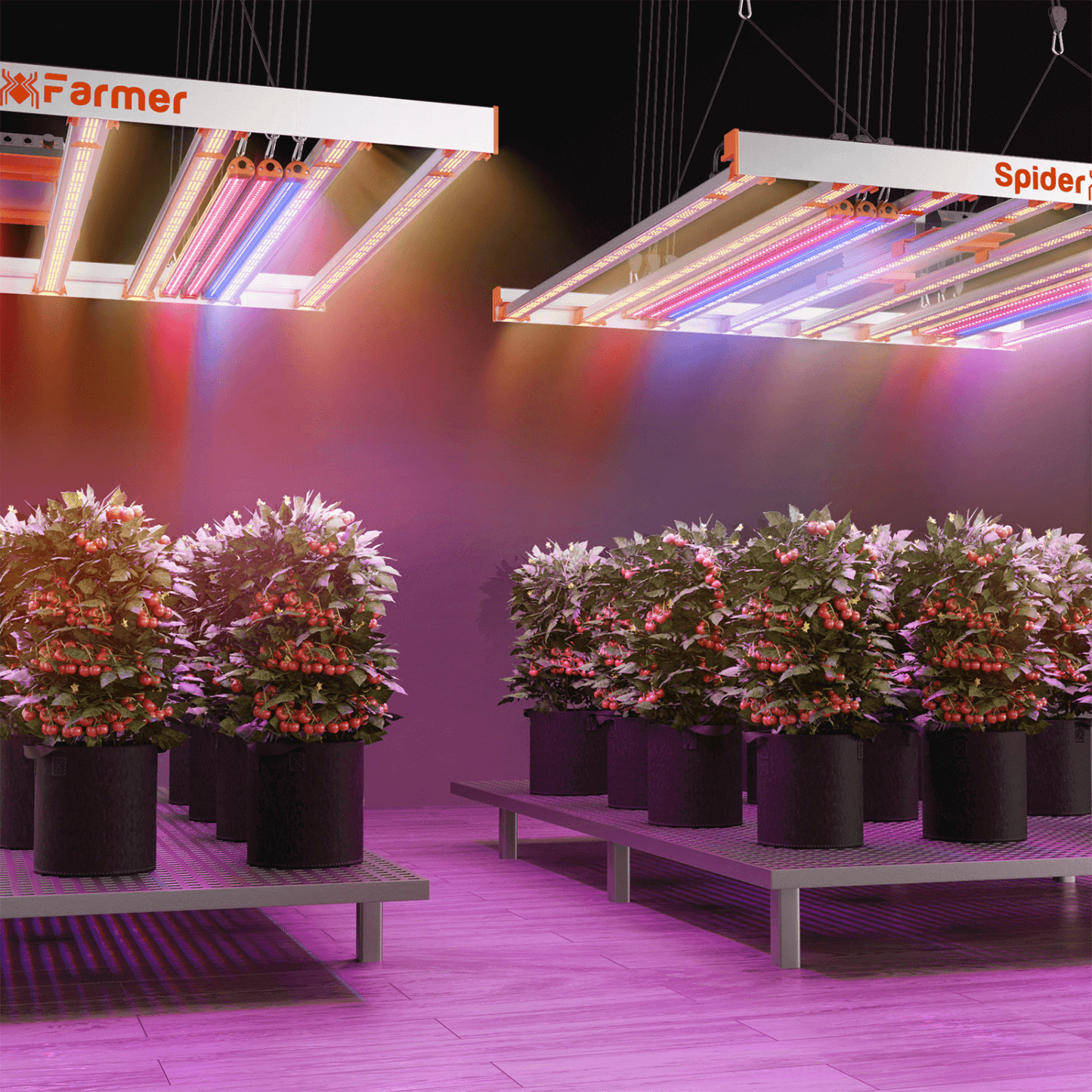 Spider Farmer R60 660nm LED grow light bars illuminating indoor plants for enhanced growth.