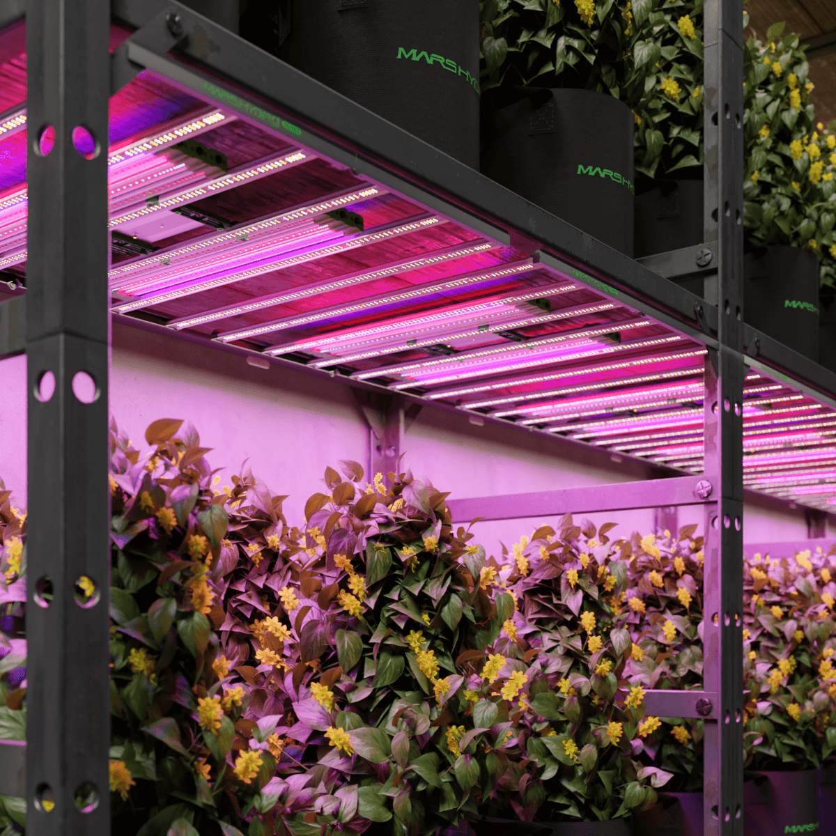 Mars Hydro LED grow light bars illuminating vibrant plants in a hydroponic setup.