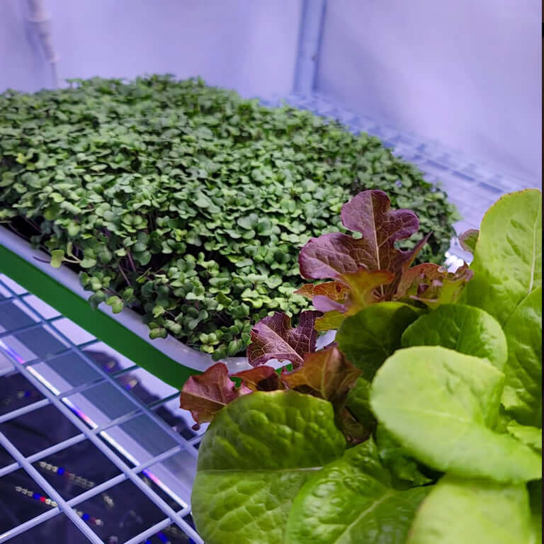 Healthy microgreens and lettuce growing in a 3-tier LED grow tent system.