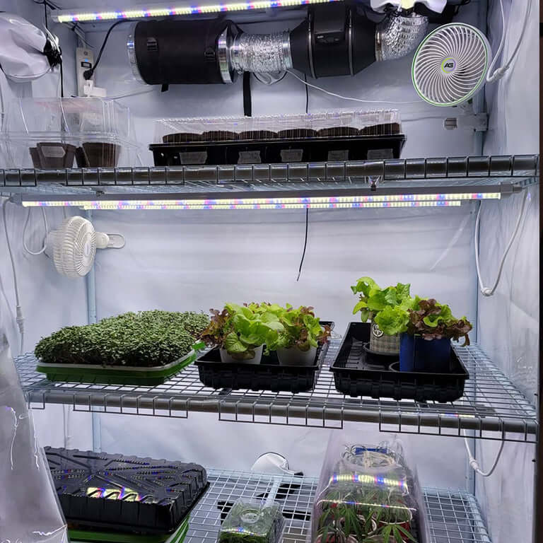 Inside view of a 3-tier grow tent with LED lights, featuring hydroponic plants and seedlings for optimal propagation.