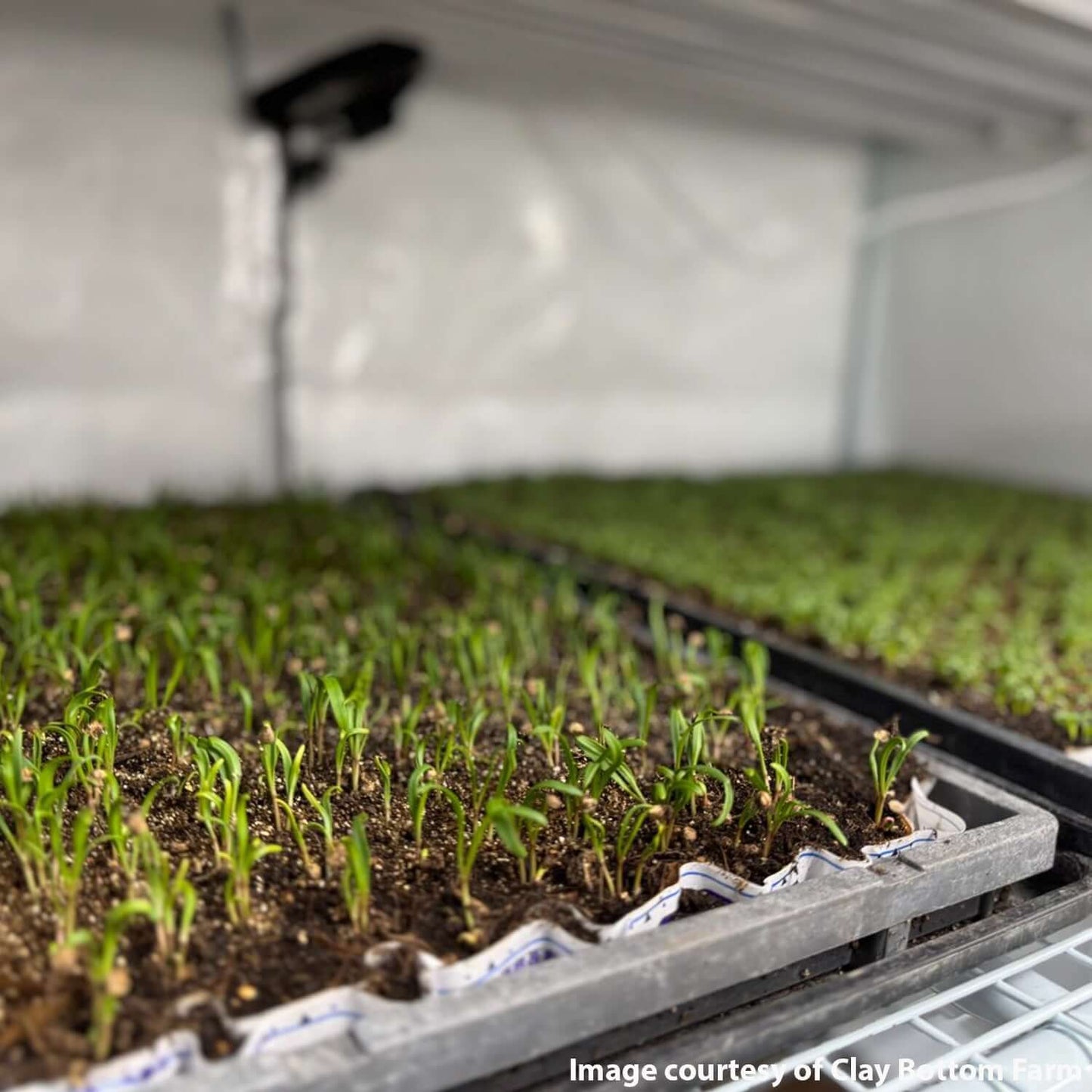 Lush green seedlings growing indoors in propagation trays under optimized lighting.