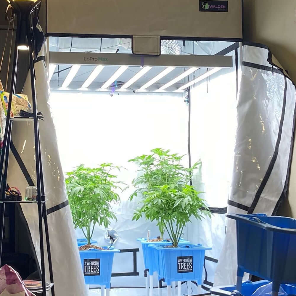 Active Grow 2'x4' Walden White Grow Tent