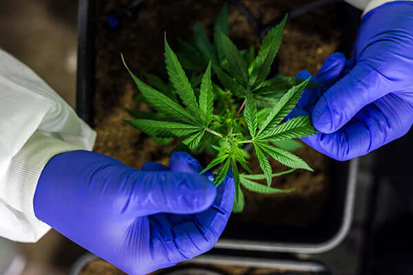 Person in gloves tending to a healthy cannabis clone in soil, showcasing plant care and cultivation.