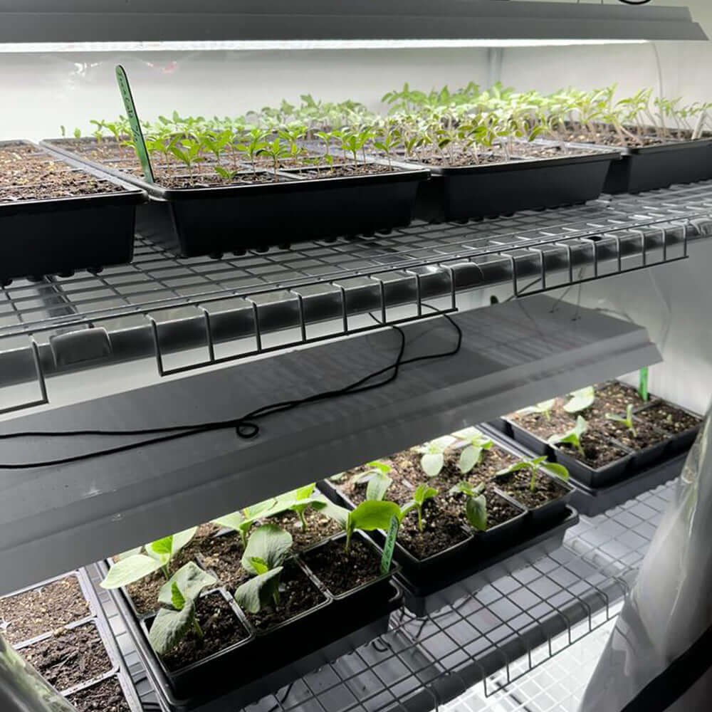 Indoor garden with seedlings growing under T5 LED grow lights on shelves.