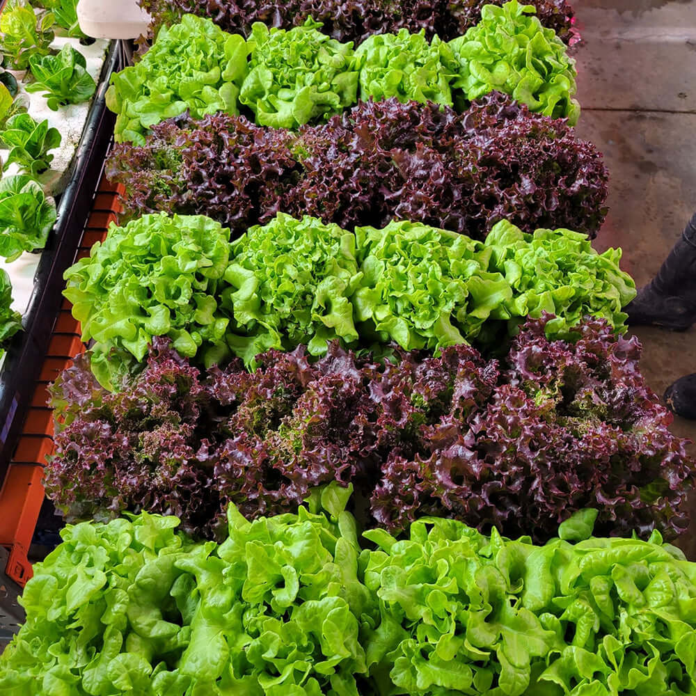 Vibrant rows of fresh, green lettuce varieties, including red and green leaf, ideal for healthy meals and gardening.