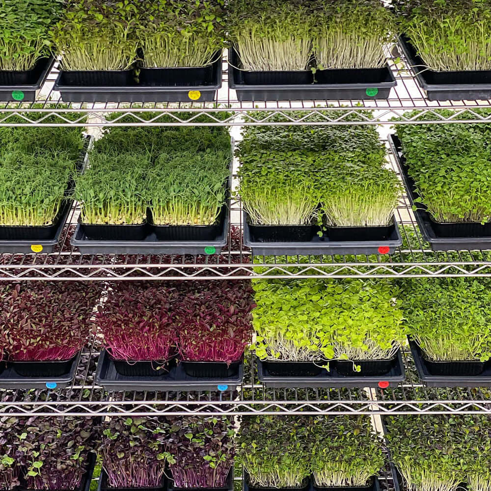 Various trays of microgreens growing indoors on a shelf, showcasing diverse plant growth in vibrant colors.