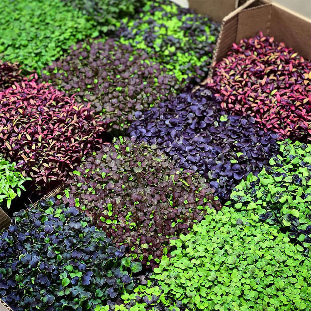 Vibrant microgreens assortment in boxes, showcasing various colors and types for healthy growth.