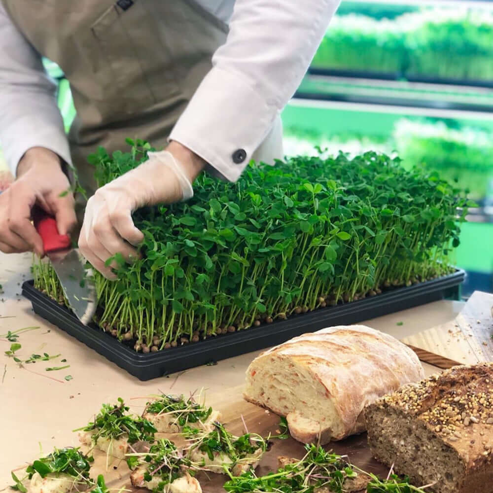 Person harvesting microgreens with a knife next to freshly baked bread on a wooden table.