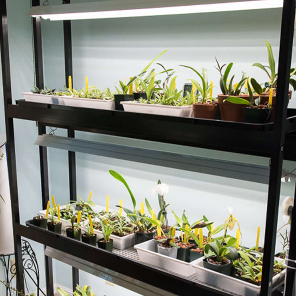 Shelves with various potted orchids and plants under LED grow light for optimal growth.