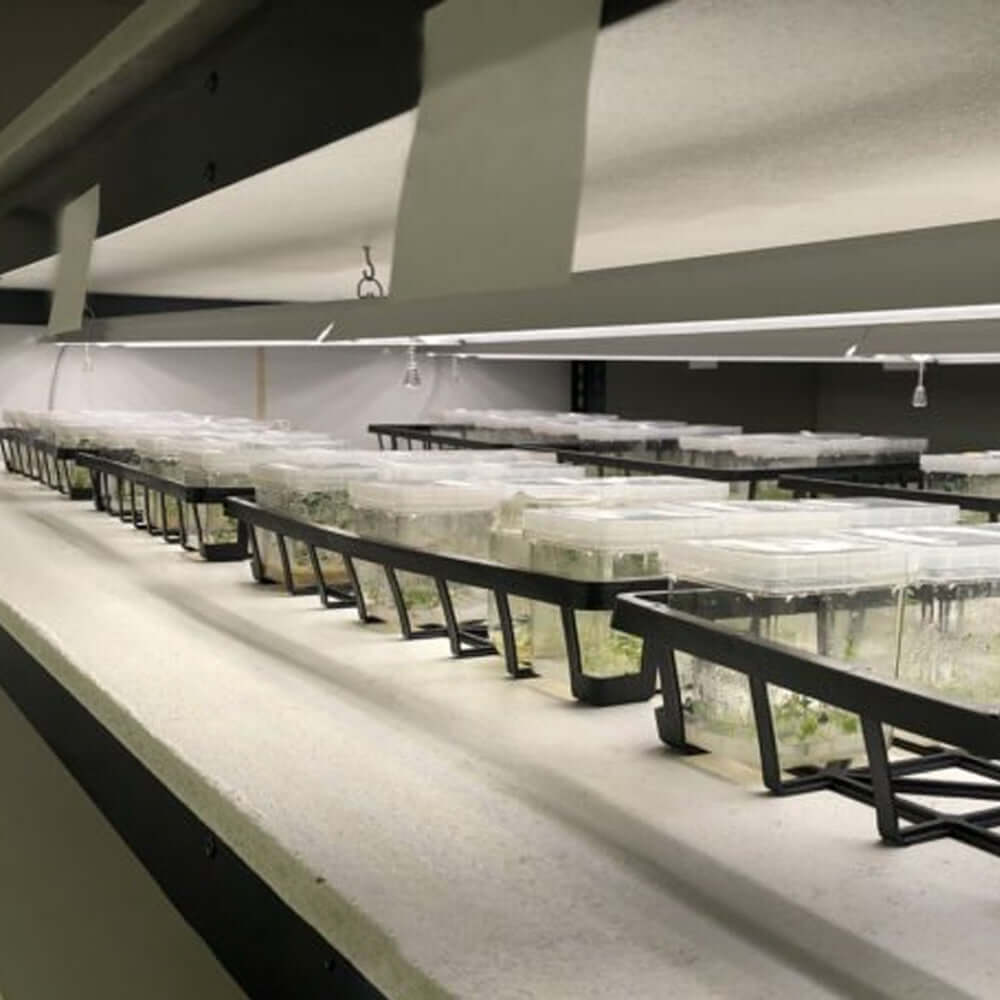 Indoor grow setup with LED lights and trays of microgreens for optimal plant growth.