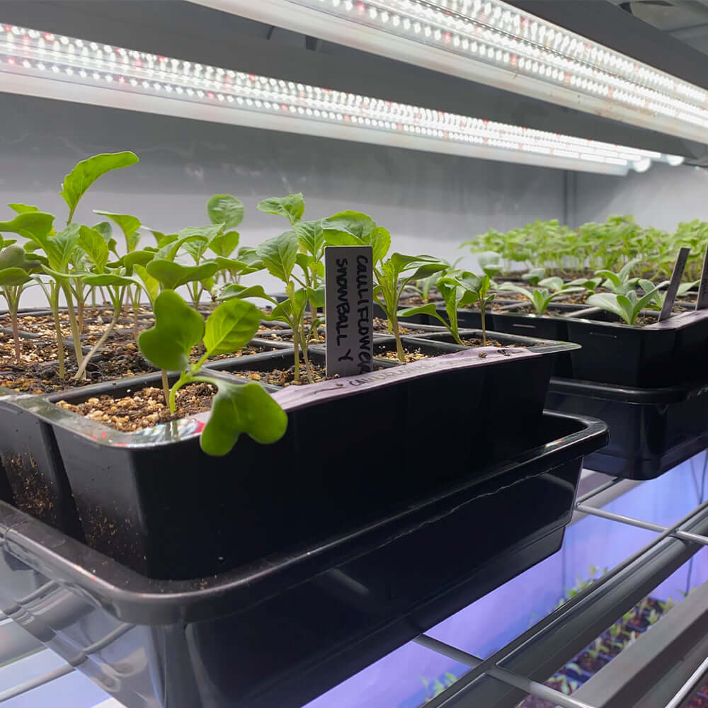 Seedlings growing under Active Grow Integrated Dual T8 LED grow light, showcasing vibrant microgreens and healthy propagation.