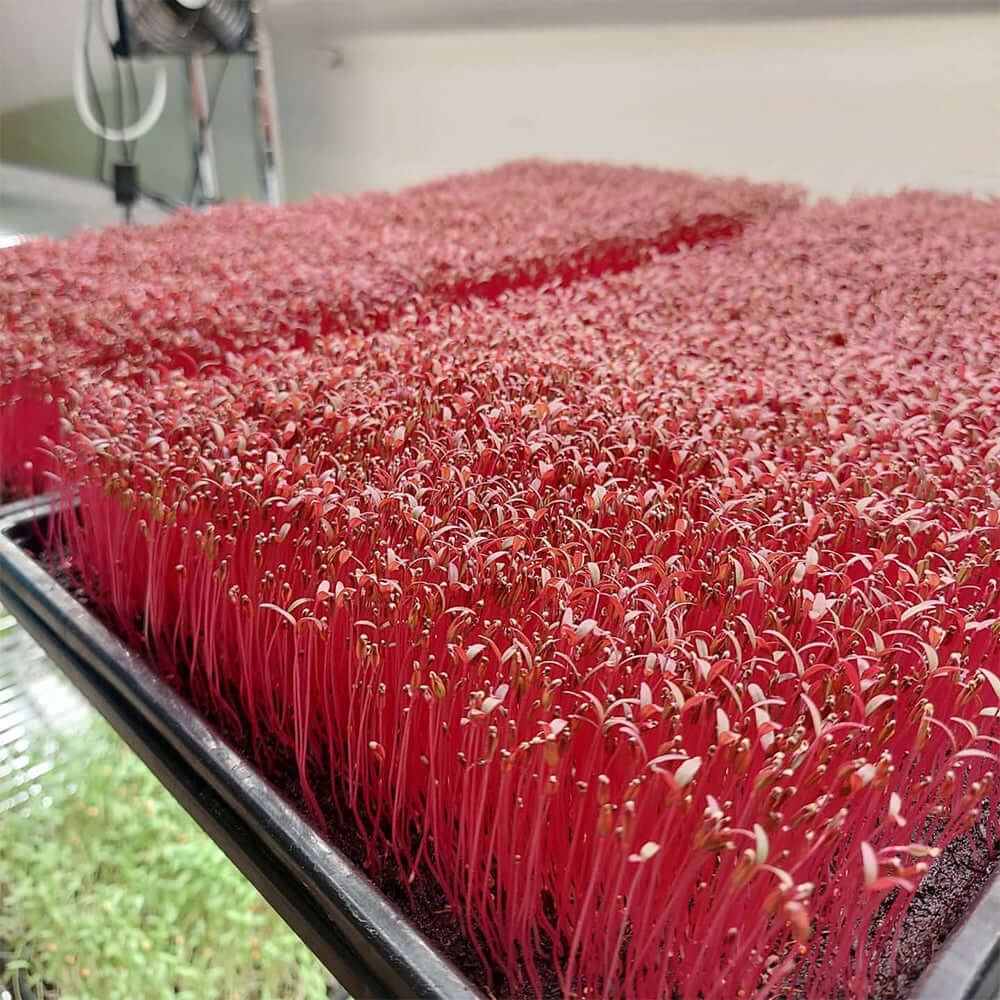 Close-up of vibrant microgreens growing in a tray, showcasing lush pink sprouts under optimal lighting conditions.
