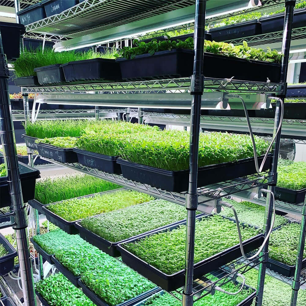 Lush indoor garden with multiple trays of microgreens and seedlings under LED grow lights.