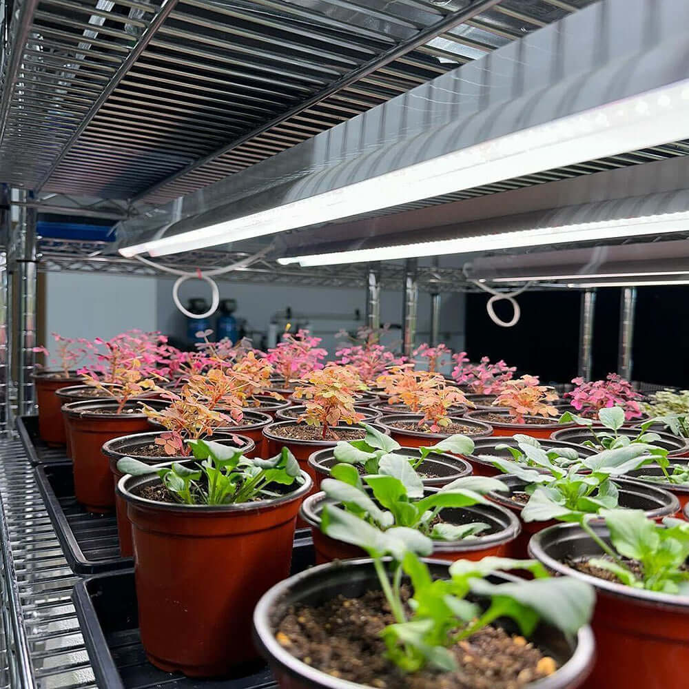 Indoor plants growing under LED grow lights in a commercial setup, showcasing vibrant colors and healthy foliage.