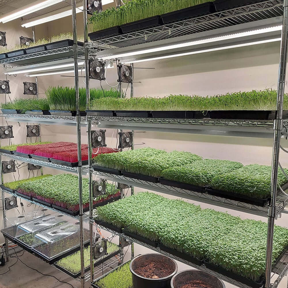 Indoor garden setup with microgreens on shelves, illuminated by LED grow lights.