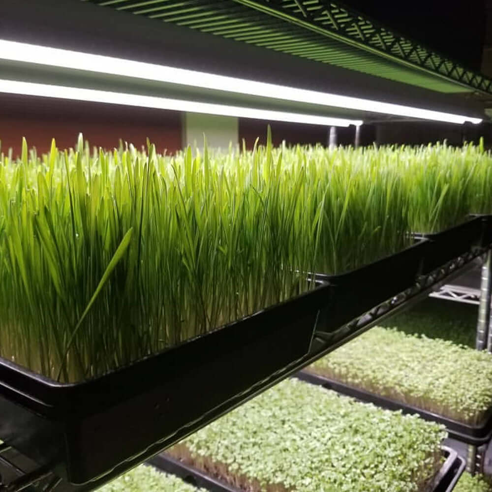 Vibrant green wheatgrass growing under LED strip lights in a shelving unit for optimal plant growth.