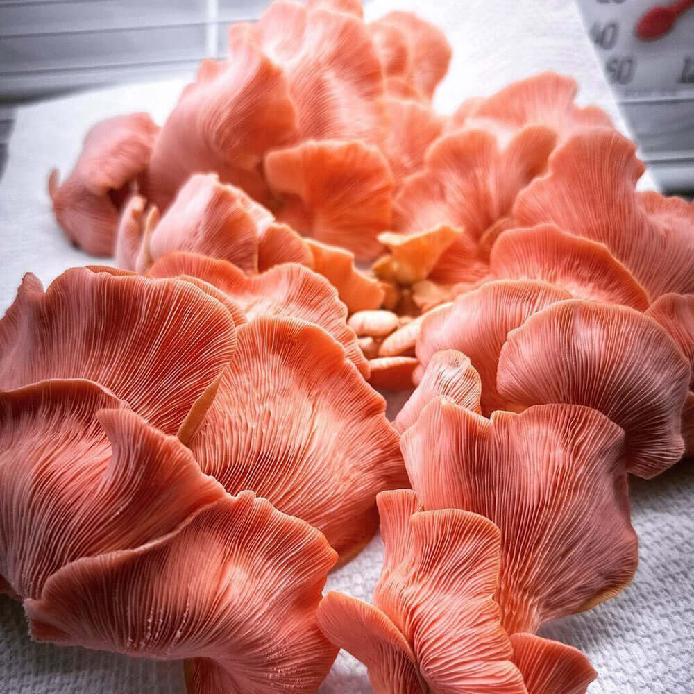 Freshly harvested pink oyster mushrooms on a white surface, showcasing their intricate gills and vibrant color.