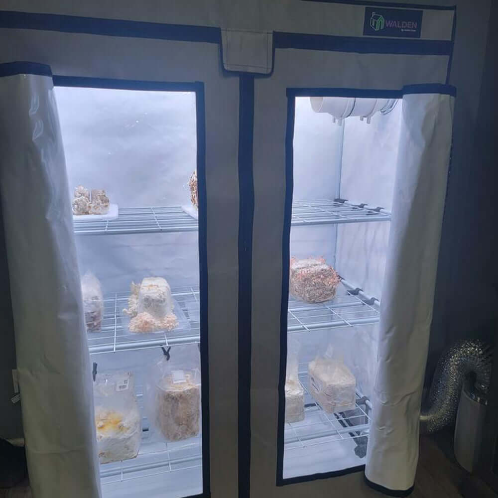Active Grow Mushroom Fruiting & Incubation 3-Tier LED Grow Tent Kit with shelves and mushrooms.