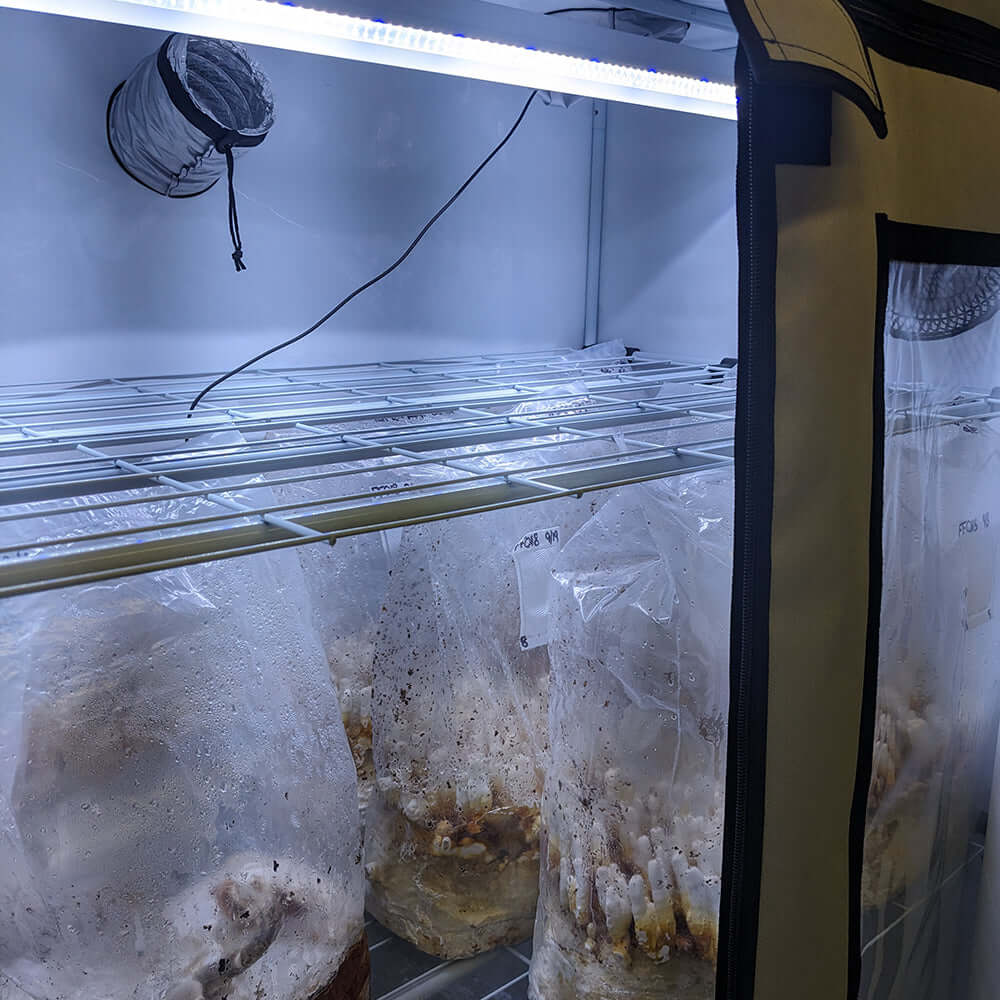 Interior view of Active Grow mushroom tent with moisture bags on shelves, featuring adjustable height and LED lights.