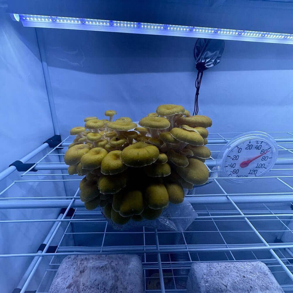 Yellow mushrooms growing in a LED-lit incubation space with a thermometer and storage blocks.