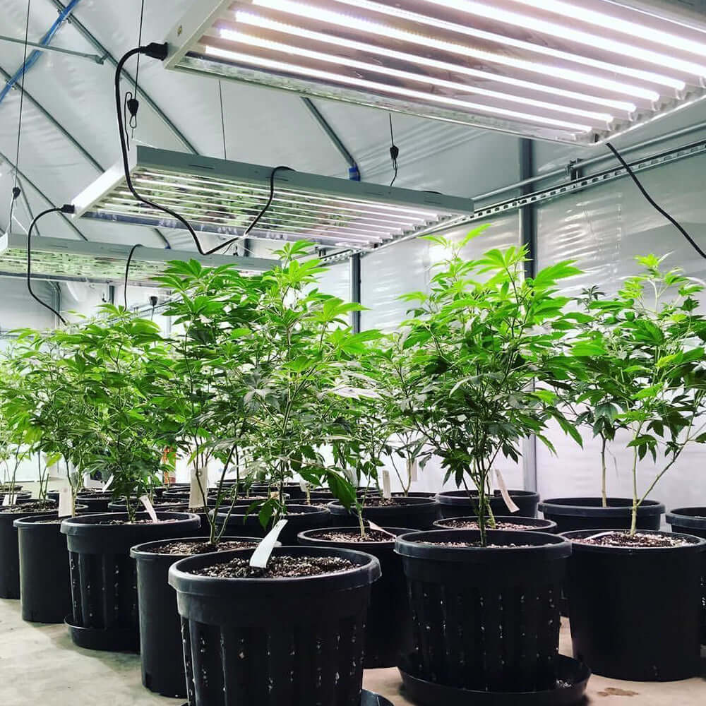 Indoor grow room with Active Grow T5 HO 4FT LED lights and healthy cannabis plants in large pots.