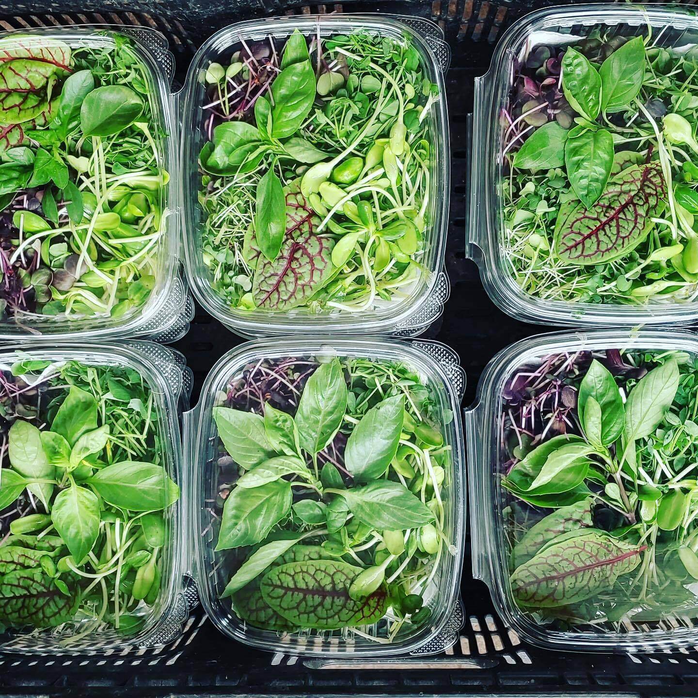 Assorted fresh microgreens in clear containers for healthy eating and cooking, including basil and colorful sprouts.