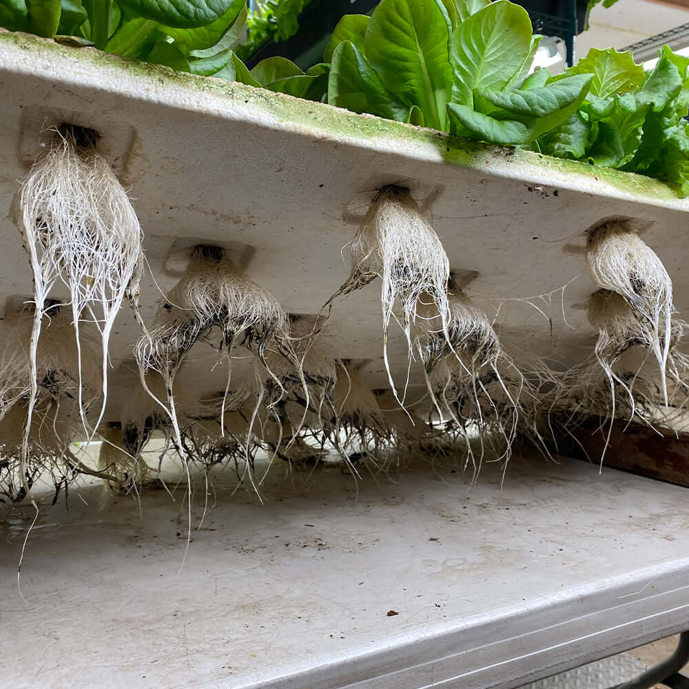 Close-up of lettuce roots growing in a hydroponic system, showcasing healthy root development.