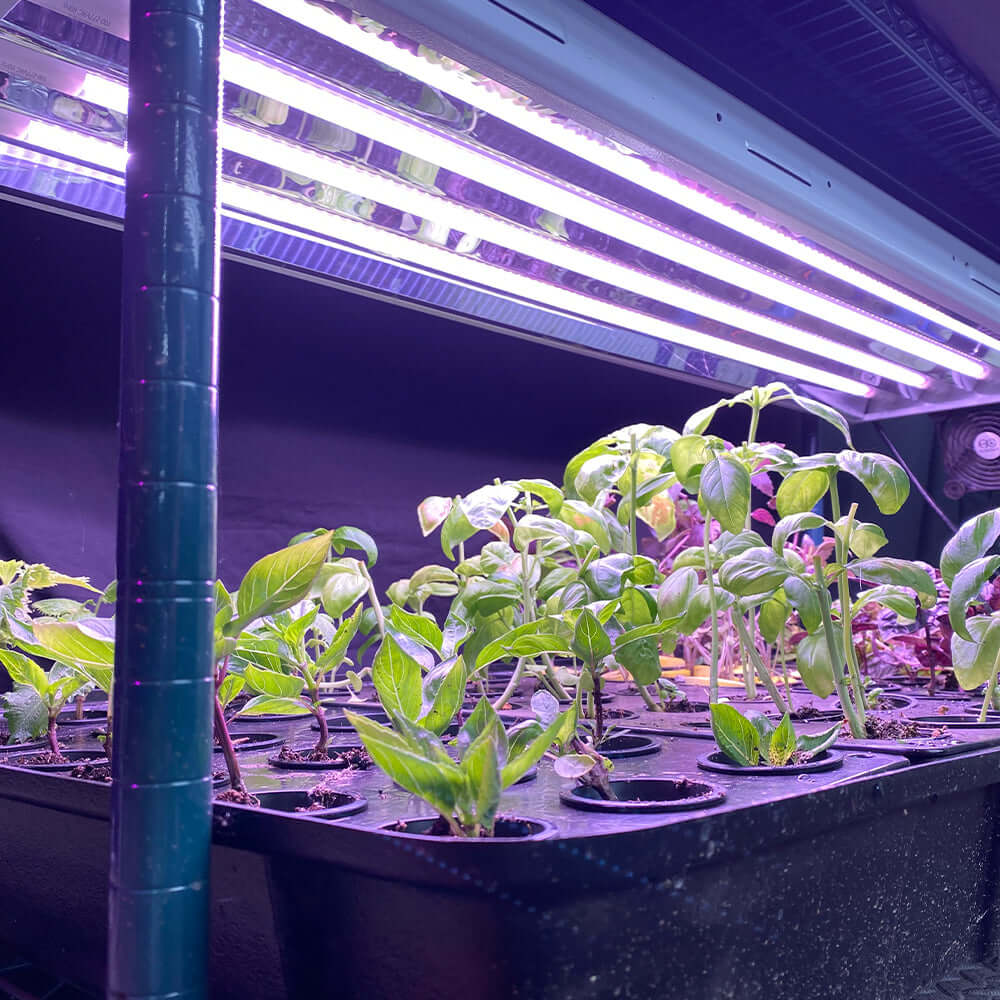 Indoor plants growing under Active Grow T5 4FT LED grow lamps with vibrant purple light.