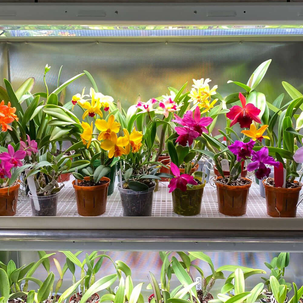 Colorful orchids in pots displayed on shelves, showcasing vibrant blooms and healthy greenery.